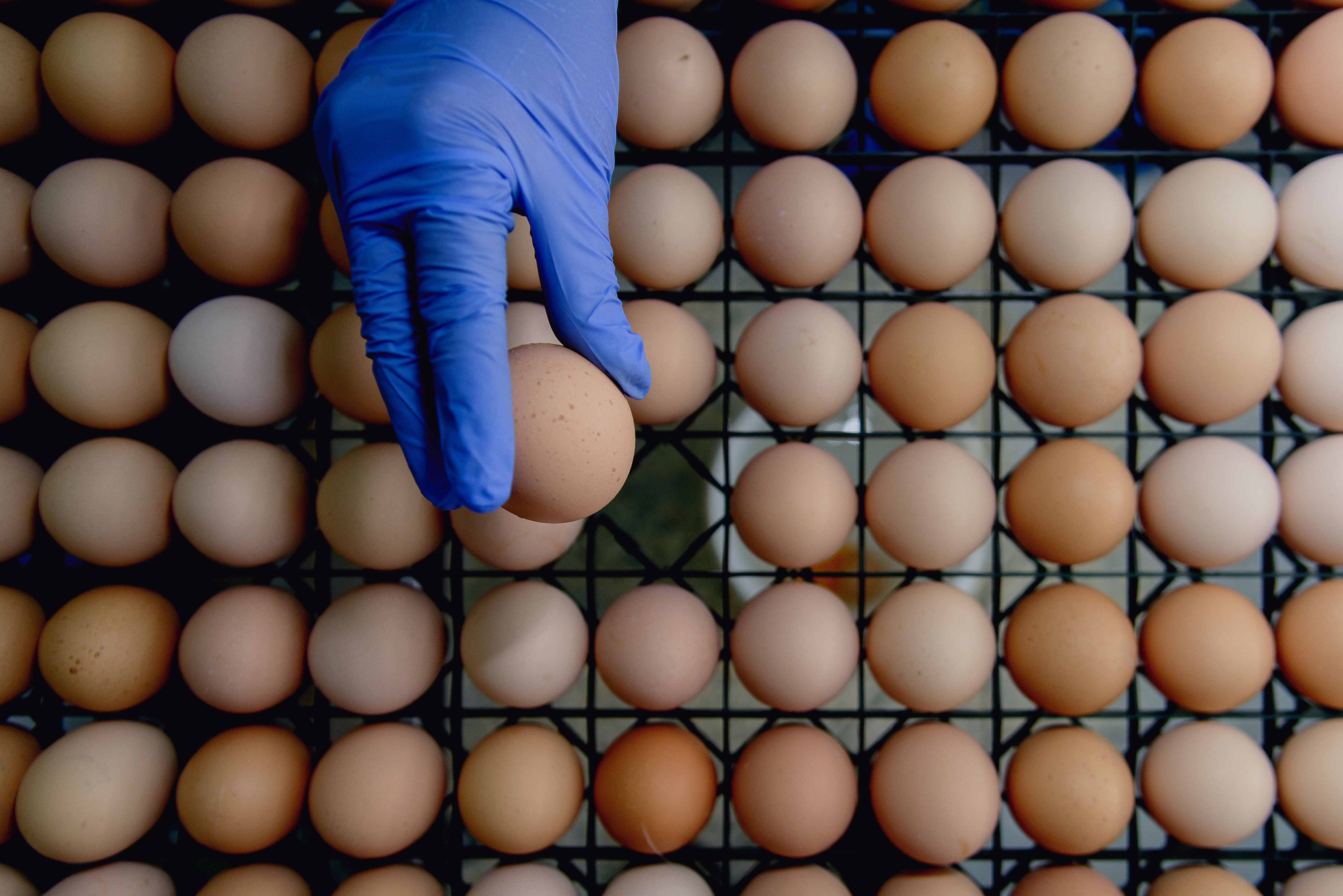 Person in blue gloves inspecting brown eggs arranged on a tray
