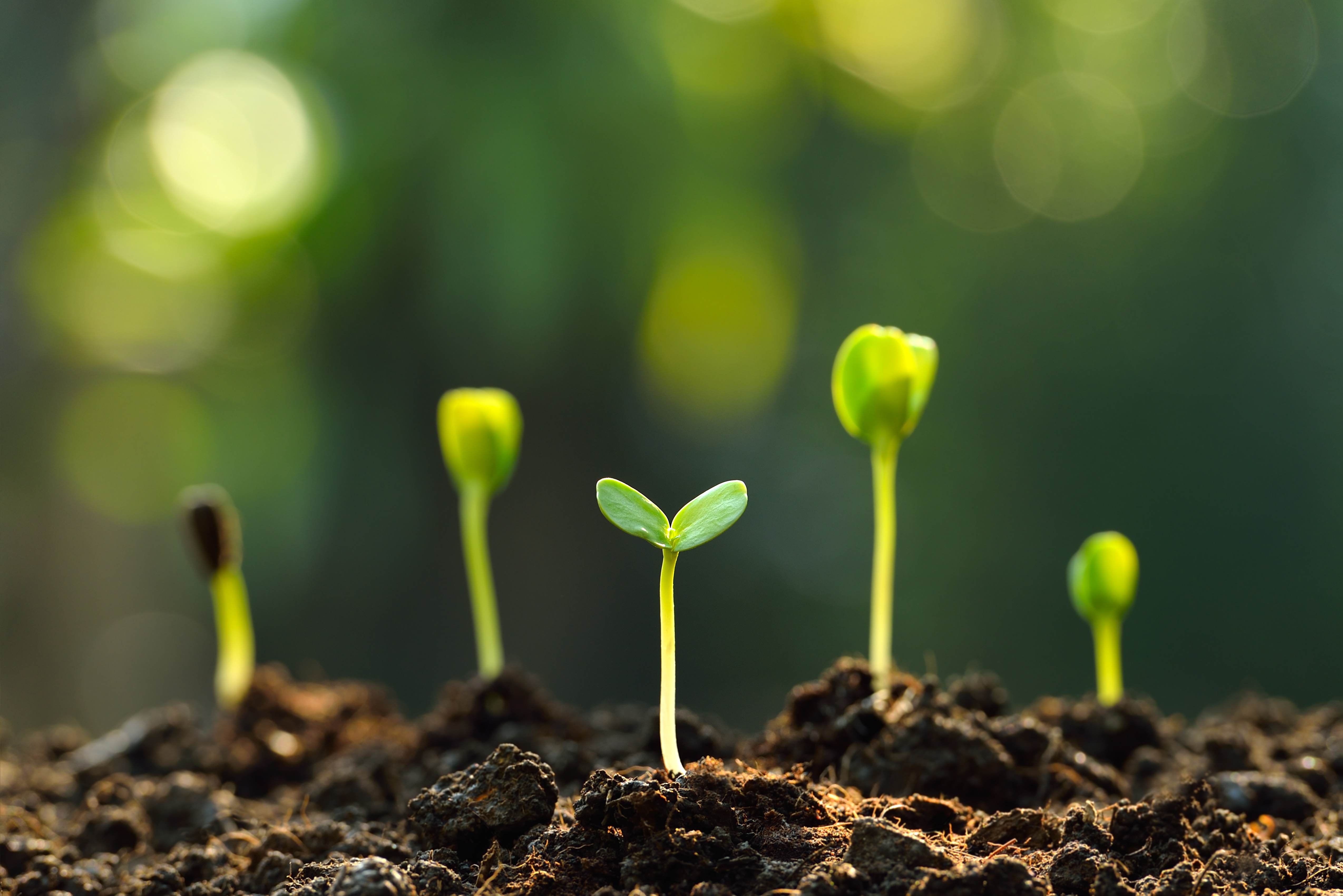 Young green seedlings sprouting in soil, illuminated by sunlight with a blurred natural background