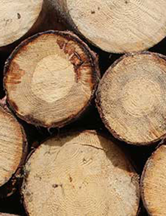 Staplade trästockar med synliga årsringar.