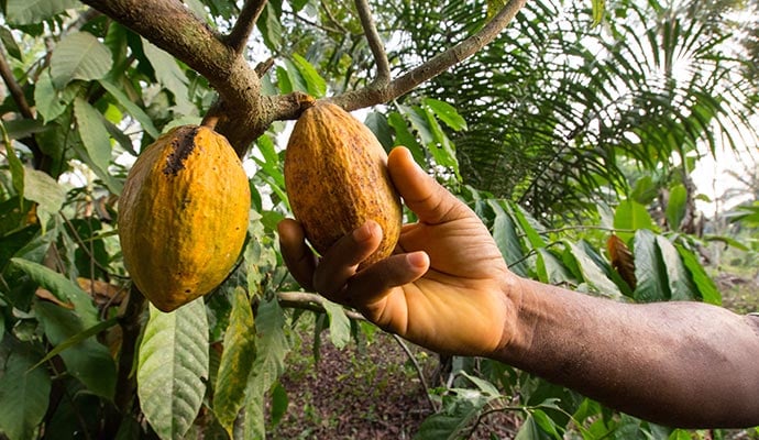 Hand som håller ett kakaofrukt på ett träd, omgivande blad och grönska i bakgrunden.