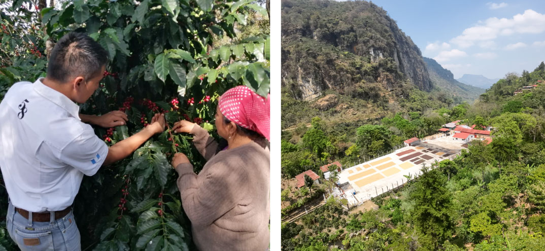 producción de café de mi tierra en el interior de las montañas