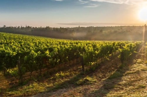 Viñedo extenso iluminado por el sol al atardecer, con cielo parcialmente despejado y vegetación verde.