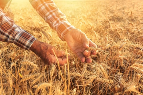Farmer with hands in the grain