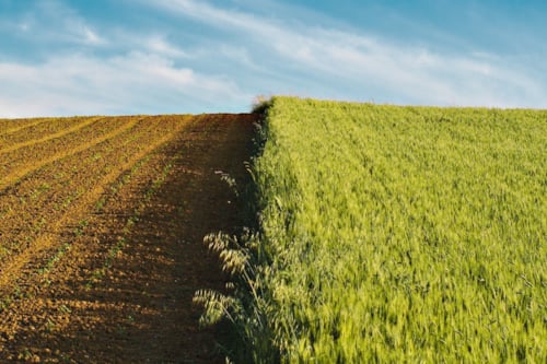 Campo dividido entre suelo arado y cultivo de hierba verde bajo un cielo azul con pocas nubes.