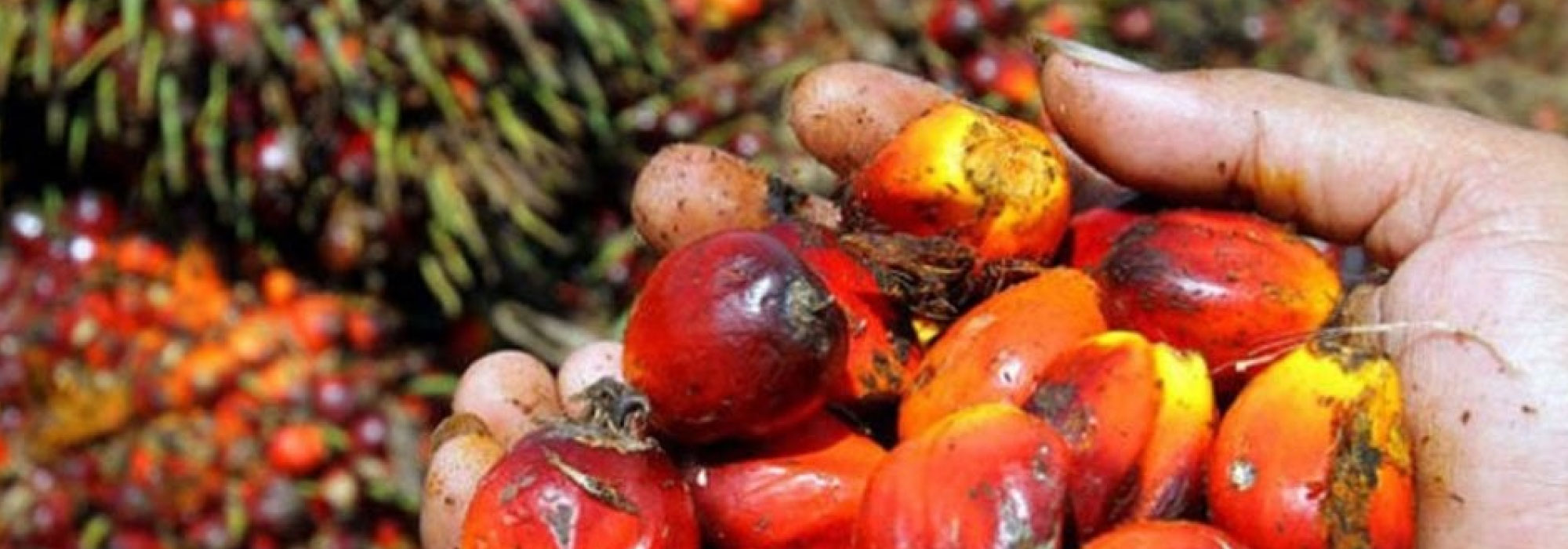 Frutos de chontaduro color rojos y naranjas, palma aceitera sostenidos en las manos, con más frutas y ramas de fondo.