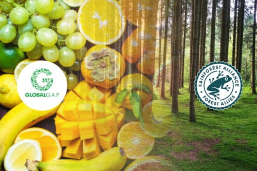 Frutas frescas como uvas, mangos, plátanos y cítricos junto a logos de GlobalG.A.P. y Rainforest Alliance, con un fondo de bosque.