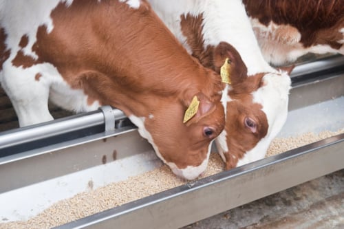 Twee jonge rood-witte kalveren eten voer uit een metalen trog