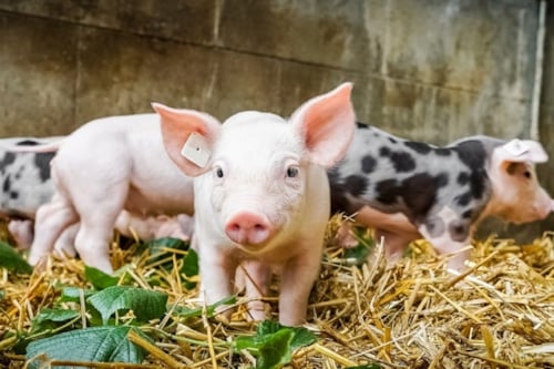 Biggetjes in de stal