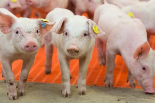 Verschillende jonge roze biggen staan op een oranje rooster, sommige met gele oormerken.