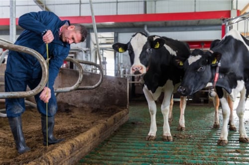Man in blauwe overall en laarzen werkt in een stal met koeien. Twee zwart-witte koeien staan op een groen rooster.