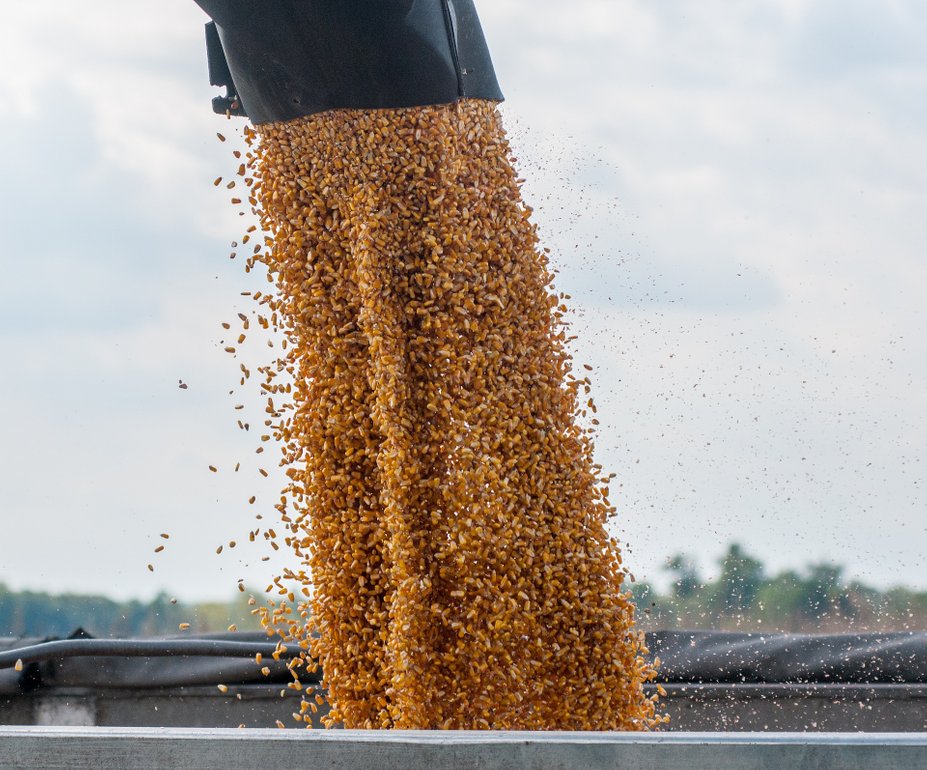 Stroom van gele maïskorrels die uit een mechanische trechter in een container wordt gedeponeerd
