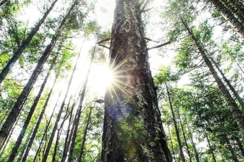 森林中阳光透过树木间隙洒下,树木高大茂密,背景绿色清新。