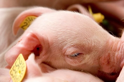 Een close-up van een jong biggetje met een geel oormerk dat ligt te slapen.