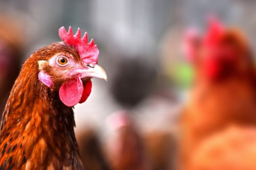 Bruine kip met rode kam en lel, afgebeeld op een boerderij met andere kippen op de achtergrond.