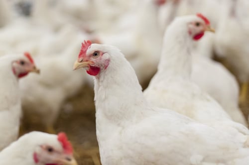 Witte kippen met rode kammen in een groep op een boerderij.