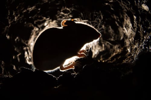 Schaars verlichte silhouet van een muis in een donkere tunnel of hol.