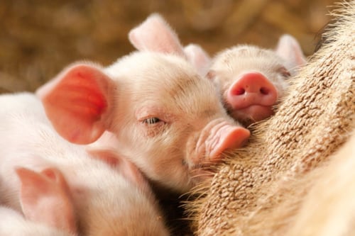 Drie jonge biggetjes rusten tegen hun moeder in een stroachtige omgeving.