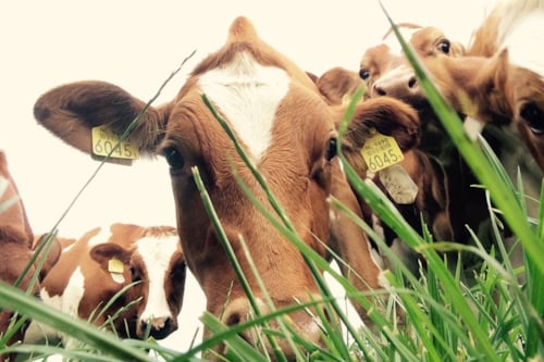 Bruine koeien met witte vlekken in een weiland, omringd door gras, met zichtbare oorlabels.