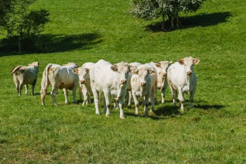 Groep witte koeien die in een groene weide staan, omringd door gras en bomen.