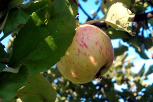manzana en el arbol