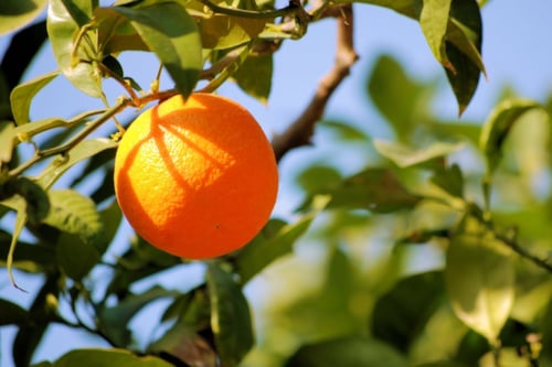 naranjas en un arbol