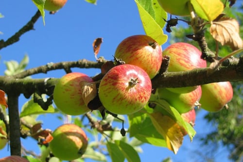 Gren med mogna röda äpplen och gröna blad mot en klarblå himmel.
