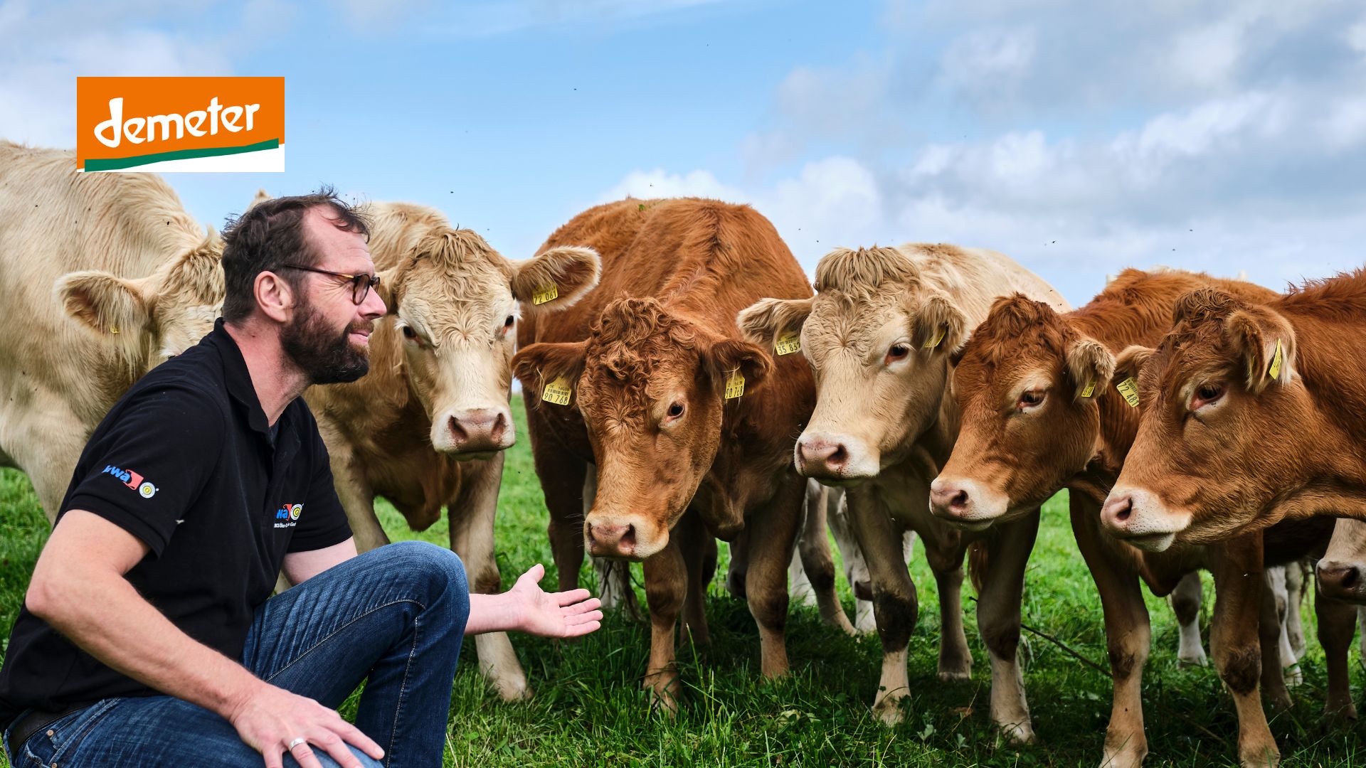 kiwa employee spending a group of cows