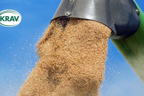 KRAV-certifierat spannmål som hälls ut från en grön spannmålsbehållare mot en klar blå himmel.