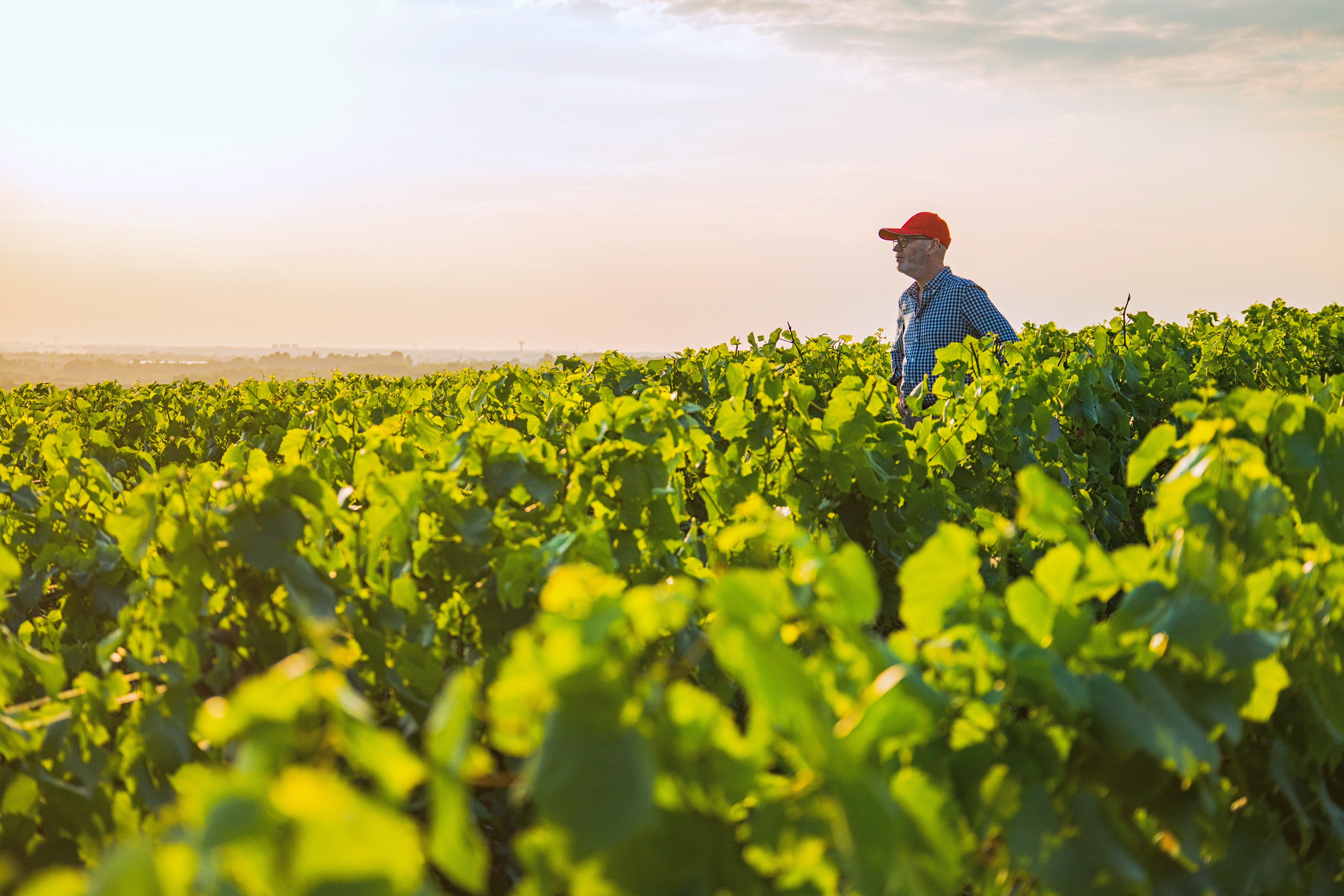 A farmer in a cultivated field at sunset