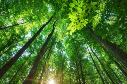 Bosque con árboles altos y frondosos iluminados por los rayos del sol al amanecer.