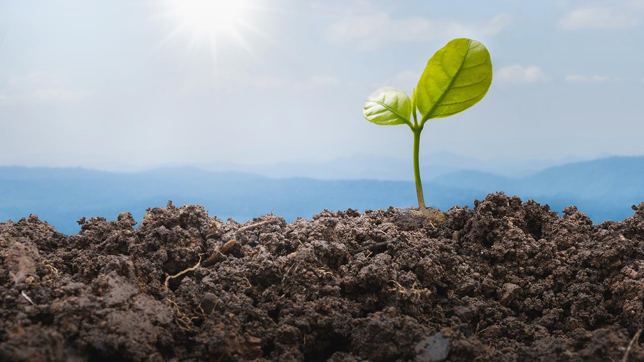 Liten planta växer i jord, med underperspektiv från marken upp mot blå himmel och sol. 