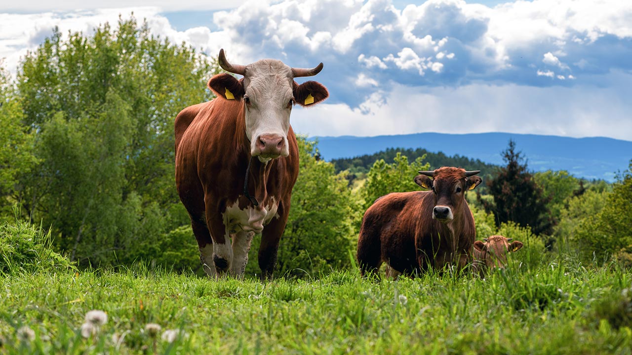 Kor i en grön äng med träd, buskar och en molnig himmel i bakgrunden.