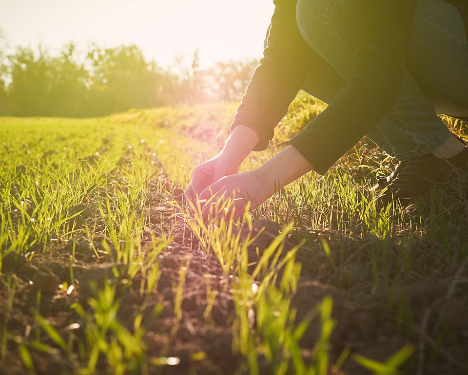 Person som böjer sig ner och undersöker gröna växter på en åker i solnedgången.